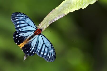 Butterfly (Calinaga buddha sudassana (Orange Freak)) on perch