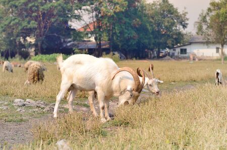 Goat in meadowの写真素材