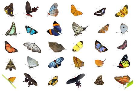 Butterflies collectionの写真素材