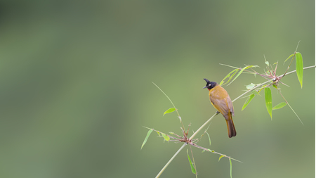Bird (Black-crested Bulbul) perching on bambooの写真素材