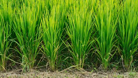 Green fresh rice in fieldの写真素材