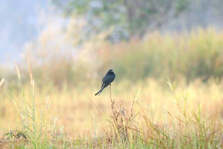 Bird (drongo) perching in beautiful backgroundの写真素材