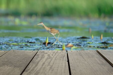 Defocused and blur image of terrace wood and bird in the pond (Bronze-winged Jacana ,Juvenile bird)  for background usageの写真素材