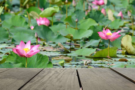 Defocused and blur image of terrace wood and beautiful pink flower lotus in the pond for background usageの写真素材