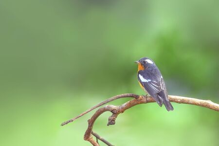 Mugimaki Flycatcher bird ficedula mugimaki Perching on the beautiful branchの写真素材