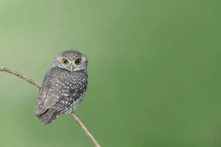 Bird spotted owlet perching on branchの写真素材