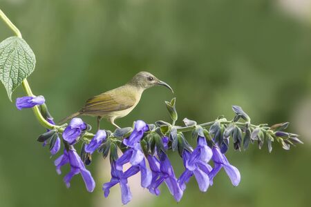 Beautiful bird Blackthroated Sunbird perching on flowerの写真素材