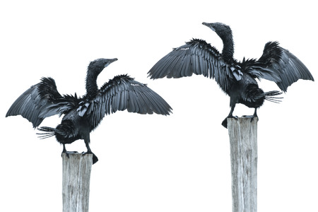 Fineart photographer Bird open wing on log Little cormorant Javanese cormorantの写真素材