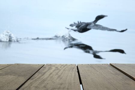 Defocus and blur image of terrace wood and Flying birds in lake for background usageの写真素材