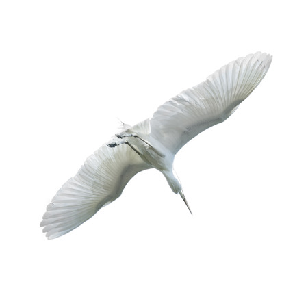 Egret Beautiful white bird flying in the sky isolated on white backgroundの写真素材