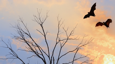Bat silhouettes flying on isolate background  Halloween festivalの写真素材