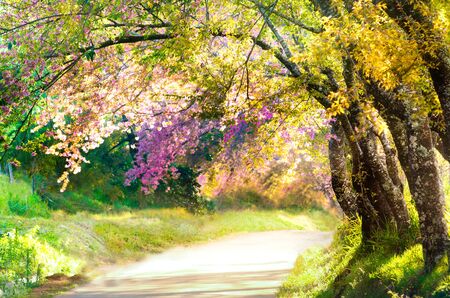 Blur beautiful landscape walkway in beautiful park for background usageの写真素材