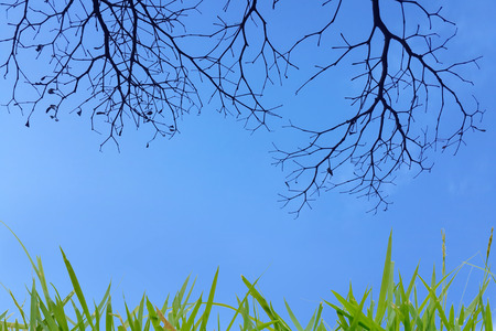 silhouettes and beautiful branch for background usageの写真素材