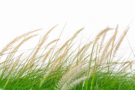 Fresh green grass in beautiful meadow when windy attackの写真素材