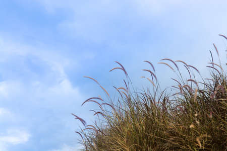 Brown grass with blue sky as background textureの写真素材