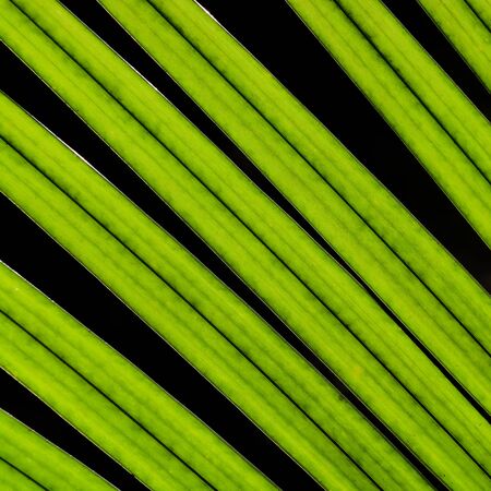 Beautiful closeup coconut green leaves isolate on black background