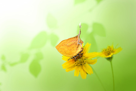 Beautiful butterfly perching on yellow flower isolate on green backgroundの写真素材