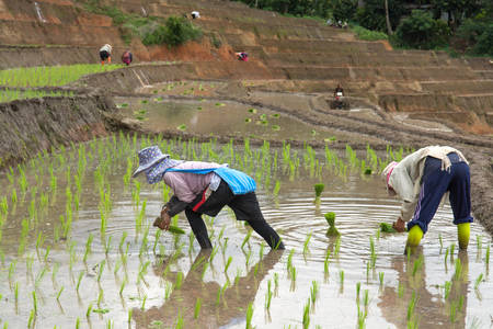Farmers planting rice in terrace rice fieldのeditorial素材