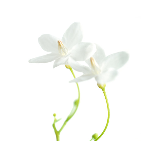 Close up of tropical fragrant flower Wrightia religiosa Benth isolate on white backgroundの写真素材