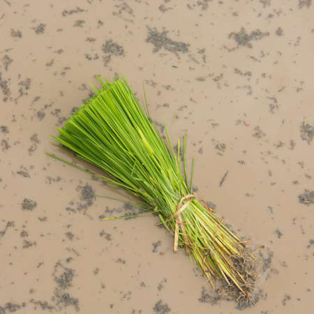 fresh paddy rice before planting on groundの写真素材
