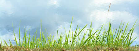 Grass flower isolate on white backgroundの写真素材