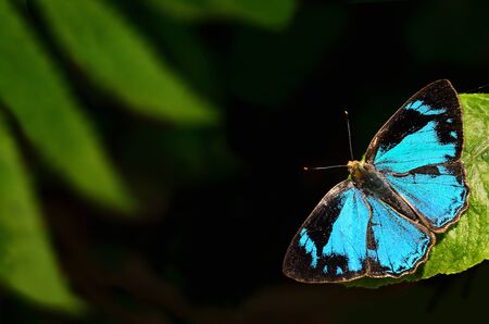Beautiful Butterfly Common Gem perching on flowerの写真素材