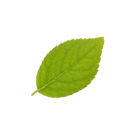 Single rose leaves isolate on white background
