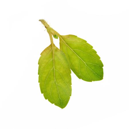 basil leaves isolated on white background