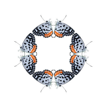 Geometric butterfly shape isolate on white backgroundの写真素材