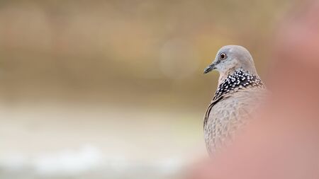 Beautiful bird Spotted Dove find some food on ground with copyspace