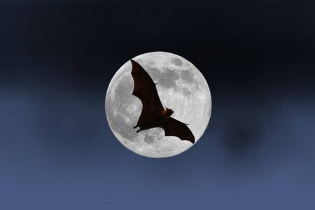 Bat silhouettes with full moon - Halloween festivalの写真素材