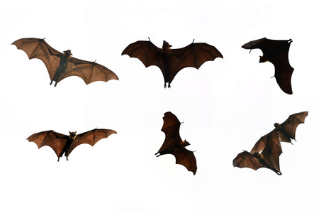 Collection Bat isolate on white background - Halloween festivalの写真素材