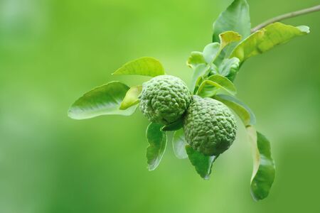 Kaffir lime and leaves fresh on branch