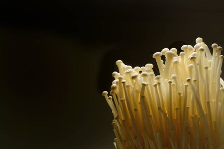 Fresh Enoki Mushrooms isolate on black backgroundの写真素材