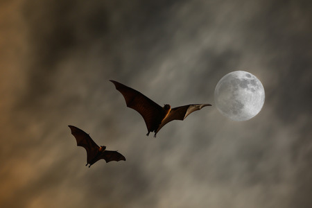 Bat silhouettes with super moon - Halloween festivalの写真素材