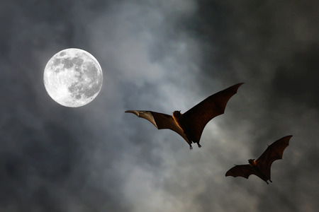 Bat silhouettes with super moon - Halloween festivalの写真素材