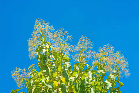 Teak trees flower blooming in agricultural forest with blue sky backgroundの写真素材