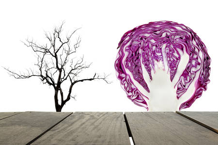 Compare barren tree and red cabbageの写真素材