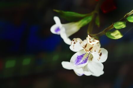 Crab Spider perching on flower as camouflage for huntingの写真素材