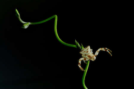 Crab Spider on beautiful green leaves Animal
