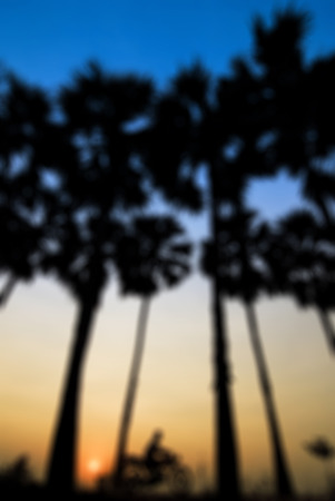 Blur background of coconut treeの写真素材
