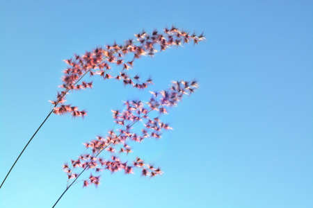 Grass flower with sunlight for blue background