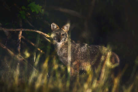 Fox night photography hunting