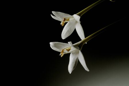 Indian cork tree bouquet, white flower on black backgroundの写真素材