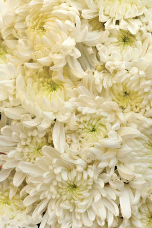 White Chrysanthemum Flower as background texture Chrysanthemum morifolium