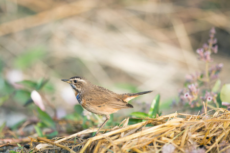 A blue-throat robin bird Luscinia svecica cyanecula on ground