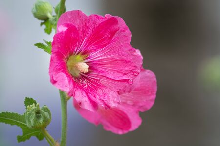 Pink flower for background