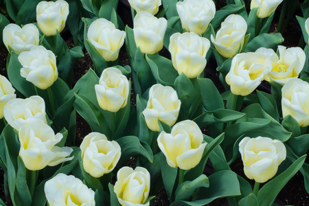 Tulips farmの写真素材