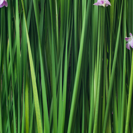 green backdrop plant backgroundの写真素材
