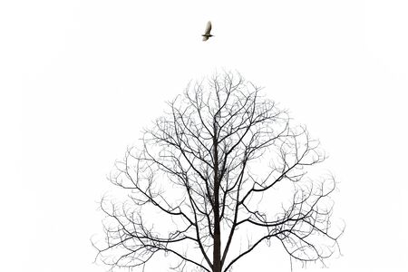 Bird flying over barren tree isolate on white backgroundの写真素材